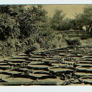 famous-lily-pond-como-park-st-paul-minnesota-2276