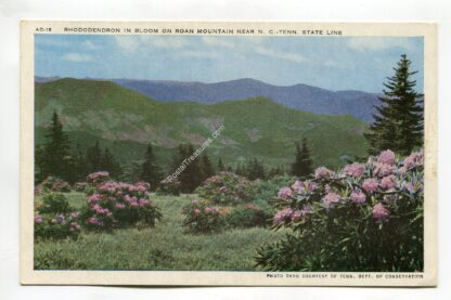 rhododendron-in-bloom-on-road-to-mountain-near-north-carolina-tennessee-state-line-2198