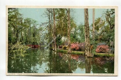 from-the-bridge-magnolia-on-the-ashley-charleston-south-carolina-2729