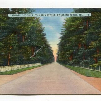 through-the-pines-columbia-avenue-rehoboth-beach-delaware-2697
