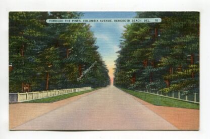 through-the-pines-columbia-avenue-rehoboth-beach-delaware-2697
