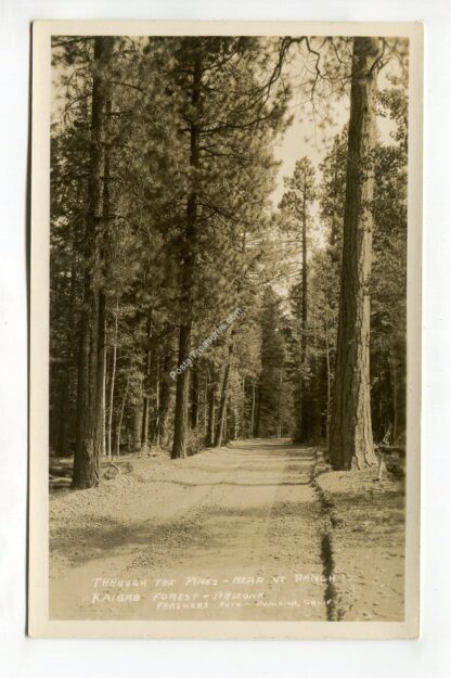 through-the-pines-near-vt-ranch-kaibab-forest-arizona-2715