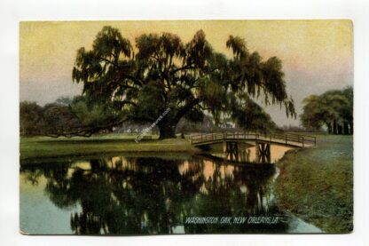 washington-oak-new-orleans-louisiana-2632