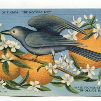 state-bird-of-florida-the-mocking-bird-state-flower-of-florida-the-orange-blossom-2948