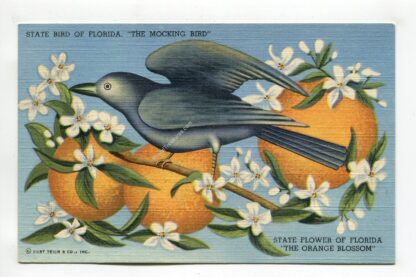 state-bird-of-florida-the-mocking-bird-state-flower-of-florida-the-orange-blossom-2948