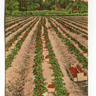 strawberries-growing-in-florida-2942