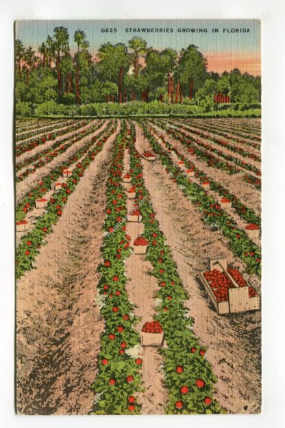 strawberries-growing-in-florida-2942