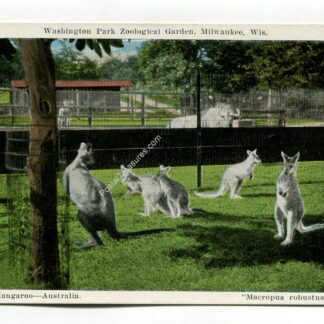 washington-park-zoological-garden-milwaukee-wisconsin-kangaroo-australia-2885
