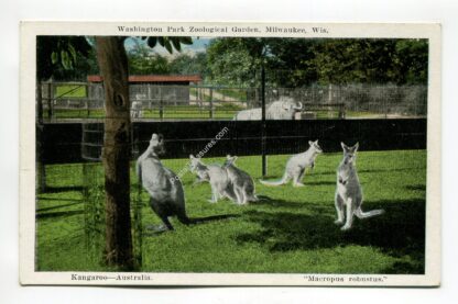 washington-park-zoological-garden-milwaukee-wisconsin-kangaroo-australia-2885