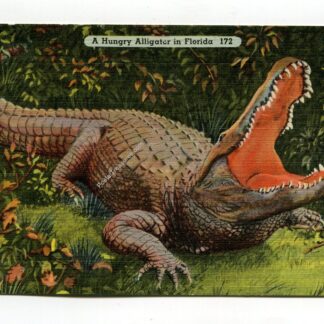 a-hungry-alligator-in-florida-3104