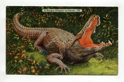 a-hungry-alligator-in-florida-3104