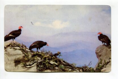 california-condor-3103