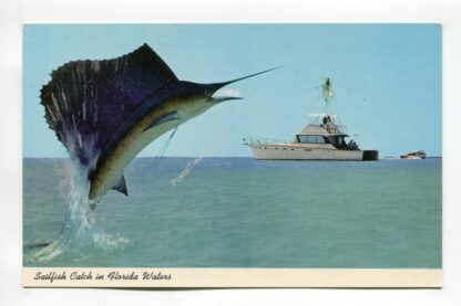 sailfish-catch-in-florida-waters-3106