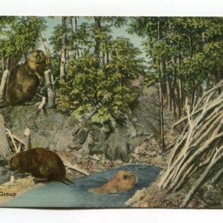 beaver-group-new-england-museum-of-natural-history-boston-mass-3129
