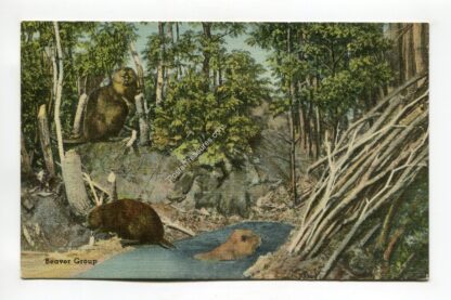 beaver-group-new-england-museum-of-natural-history-boston-mass-3129