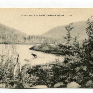 bull-moose-in-maine-katahdin-region-3149