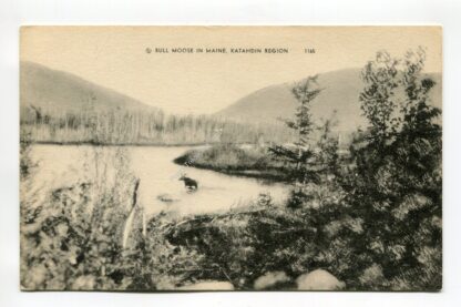 bull-moose-in-maine-katahdin-region-3149