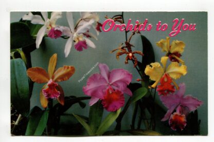 orchids-to-you-from-hawaii-3111