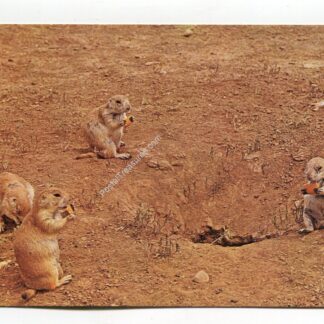 prairie-dog-3131