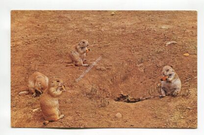 prairie-dog-3131