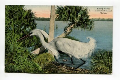 snowy-heron-florida-3135