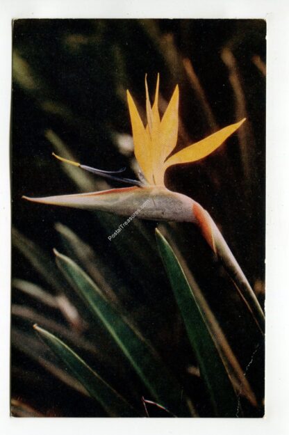 bird-of-paradise-hawaiian-islands-3240