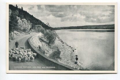 changing-pastures-loch-ness-near-inverness-3618