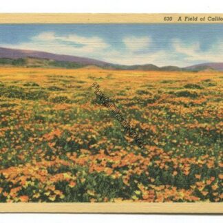 a-field-of-california-poppies-3803