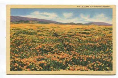 a-field-of-california-poppies-3803