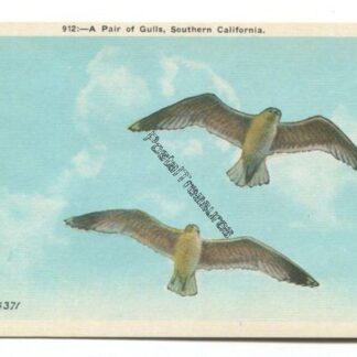 a-pair-of-gulls-southern-california-3807