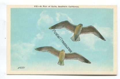 a-pair-of-gulls-southern-california-3807