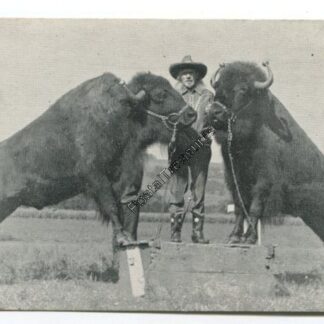 american-bison-3729