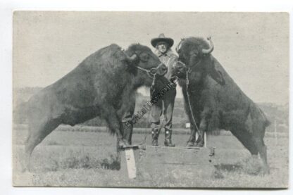 american-bison-3729