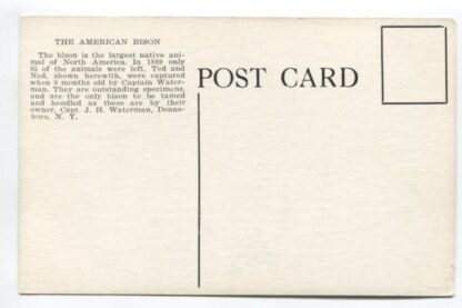 american-bison-a21907
