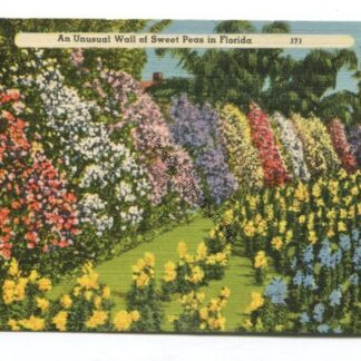 an-unusual-wall-of-sweet-peas-in-florida-3748