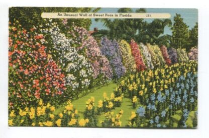 an-unusual-wall-of-sweet-peas-in-florida-3748