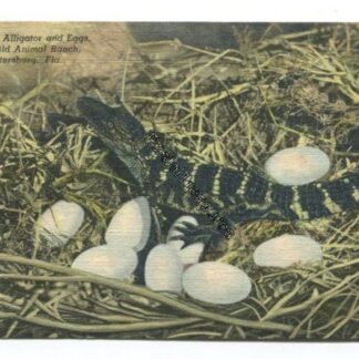 baby-alligator-and-eggs-florida-wild-animal-ranch-st-petersburg-fla-3816