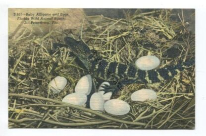 baby-alligator-and-eggs-florida-wild-animal-ranch-st-petersburg-fla-3816