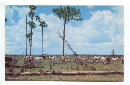 brahman-cattle-on-range-prairie-lands-of-florida-3832