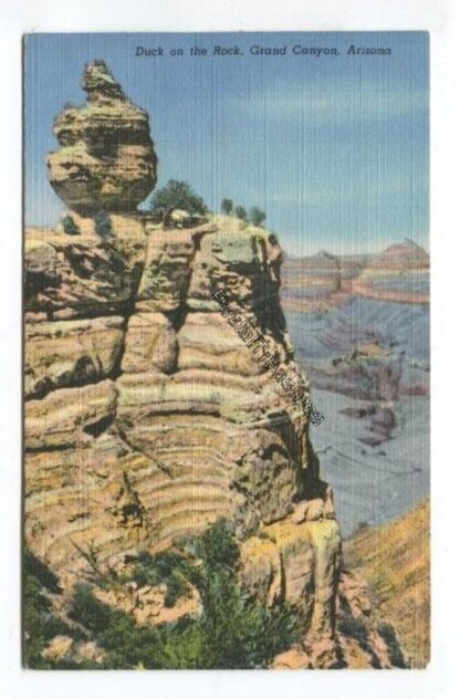 duck-on-the-rock-grand-canyon-arizona-3836