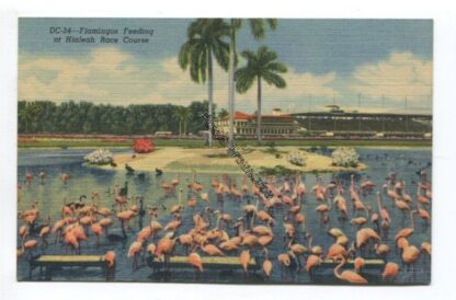 flamingos-feeding-at-hialeah-race-course-3823