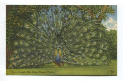 parrot-jungle-red-road-miami-florida-3822