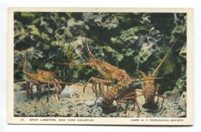 spiny-lobsters-new-york-aquarium-3743