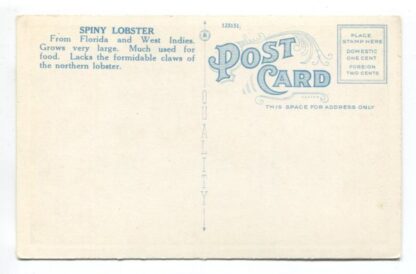 spiny-lobsters-new-york-aquarium-a14838