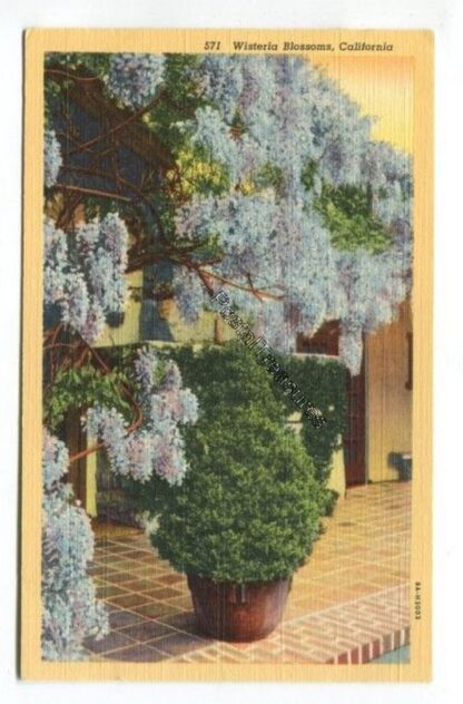 wisteria-blossoms-california-3798