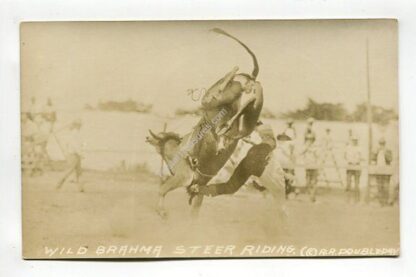 wild-brahma-steer-riding-3906