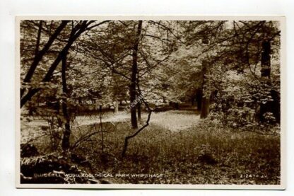 bluebell-wood-zoological-park-whipsnade-4401