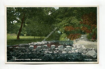 endcliffe-woods-sheffield-4056