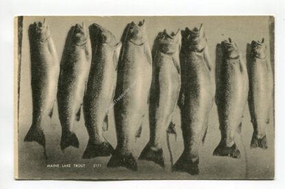 maine-lake-trout-4335