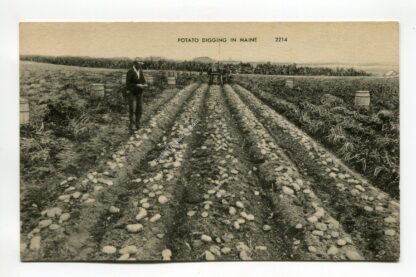 potato-digging-in-maine-4355